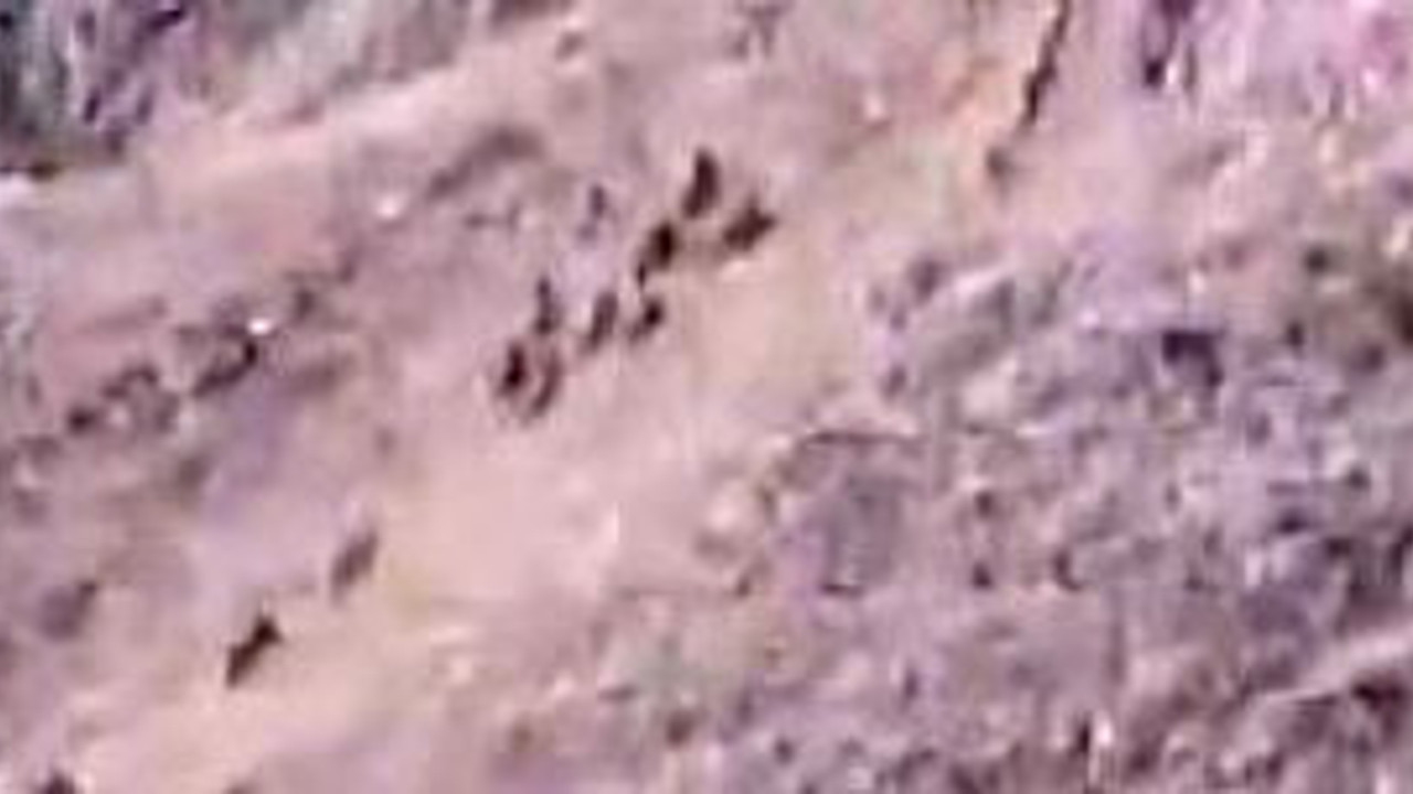 Domuzlar bahçeleri talan etti