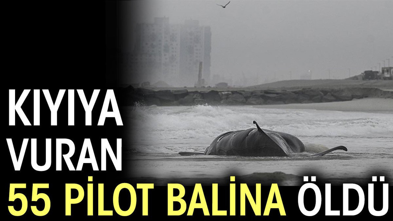 İskoçya'nın batısında kıyıya vuran 55 pilot balina öldü