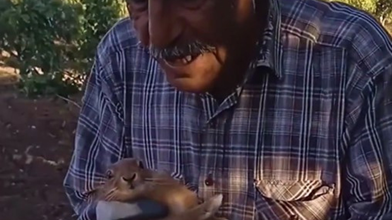Tavşanla konuşan köylü. Karpuz ve kavunlarını yiyen tavşanı yakalayıp öptü