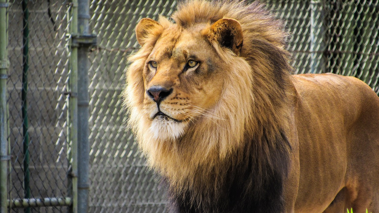 Aslan kafesinden kaçtı. Mahalleli kükreme sesiyle inledi. Vatandaşa sokağa çıkmayın uyarısı