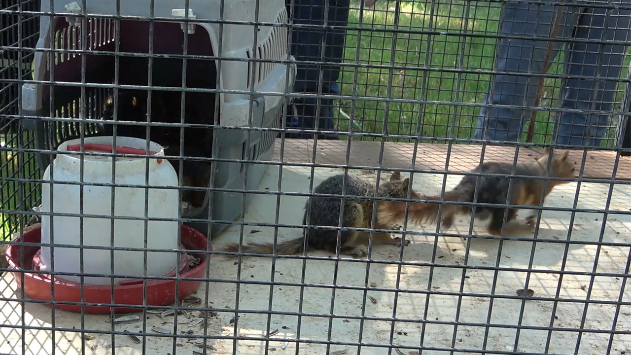 Sincap besleyen adama rekor ceza