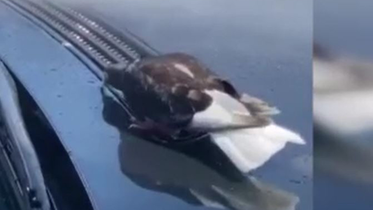 Susayan kuş yıkanan aracın kaportasındaki suyu içti