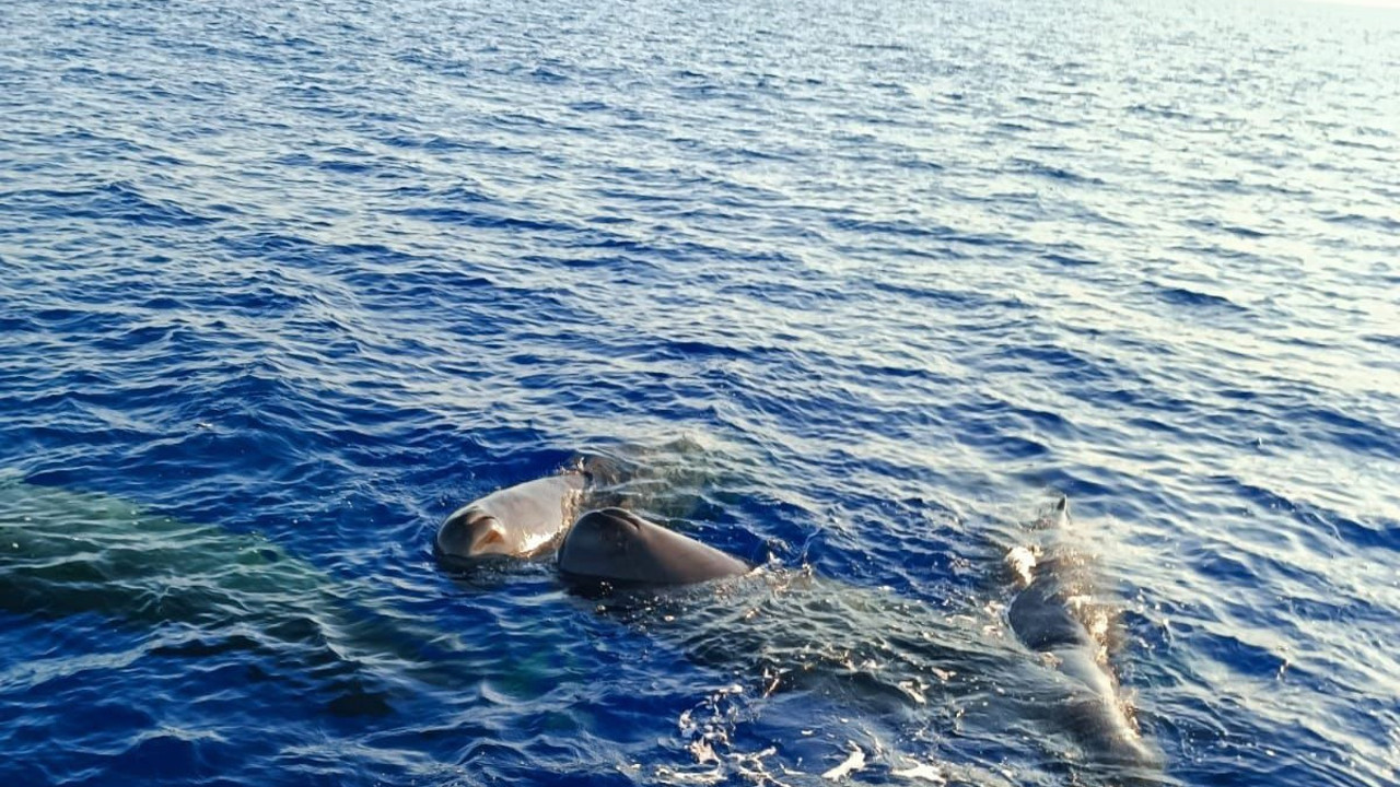 Kaş ve Fethiye açıklarında balinalar görüntülendi