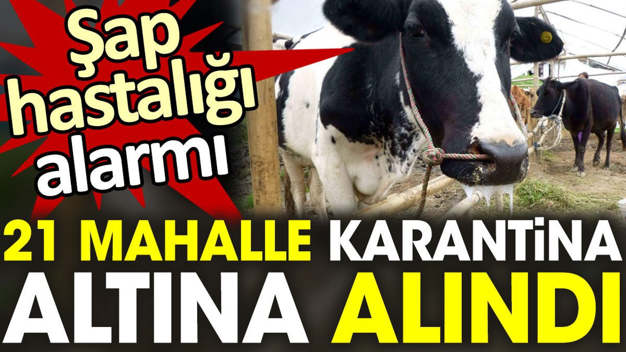 Şap hastalığı alarmı! 21 Mahalle karantinaya alındı
