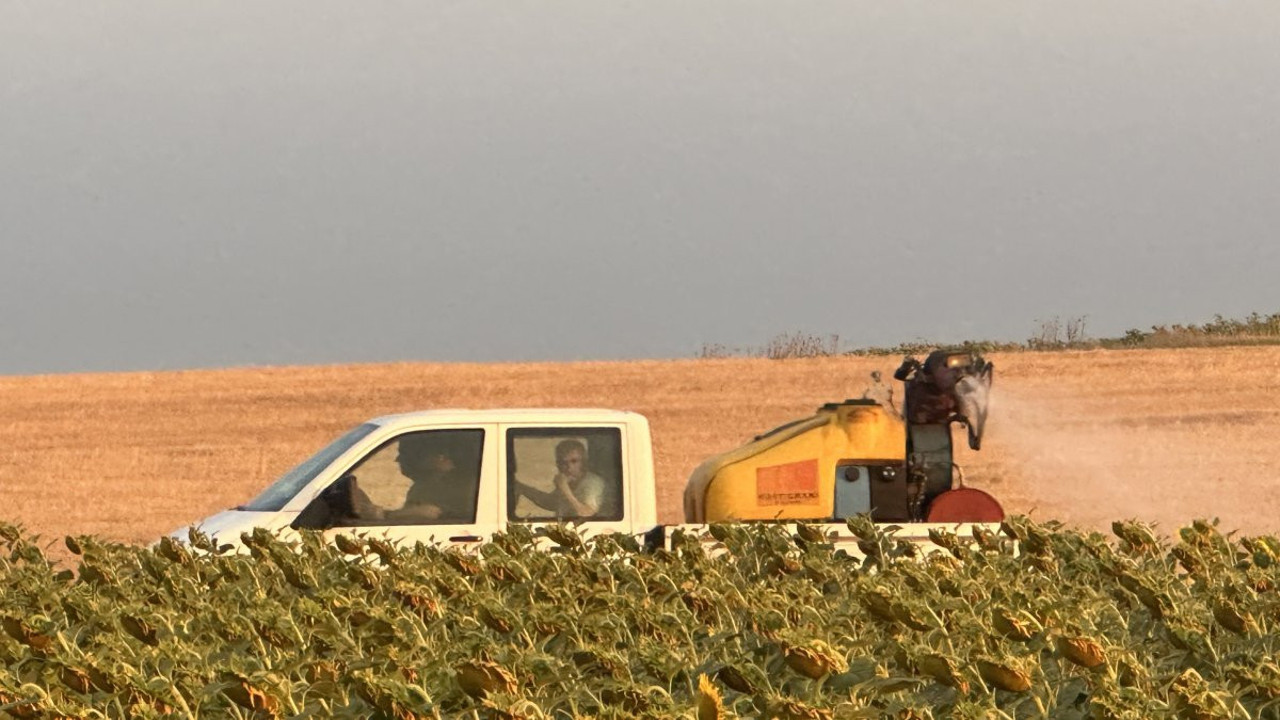 Tekirdağ’da çekirge istilasına karşı mücadele