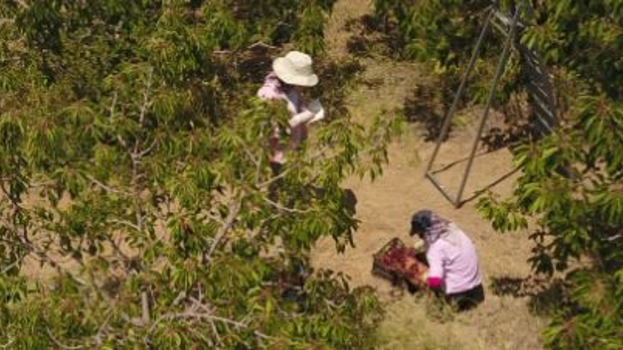 Hasadına geç başlandı. Kilosu merak konusu oldu