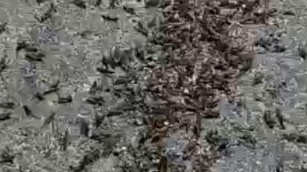 İlçeyi çekirge ve tırtıllar işgal etti