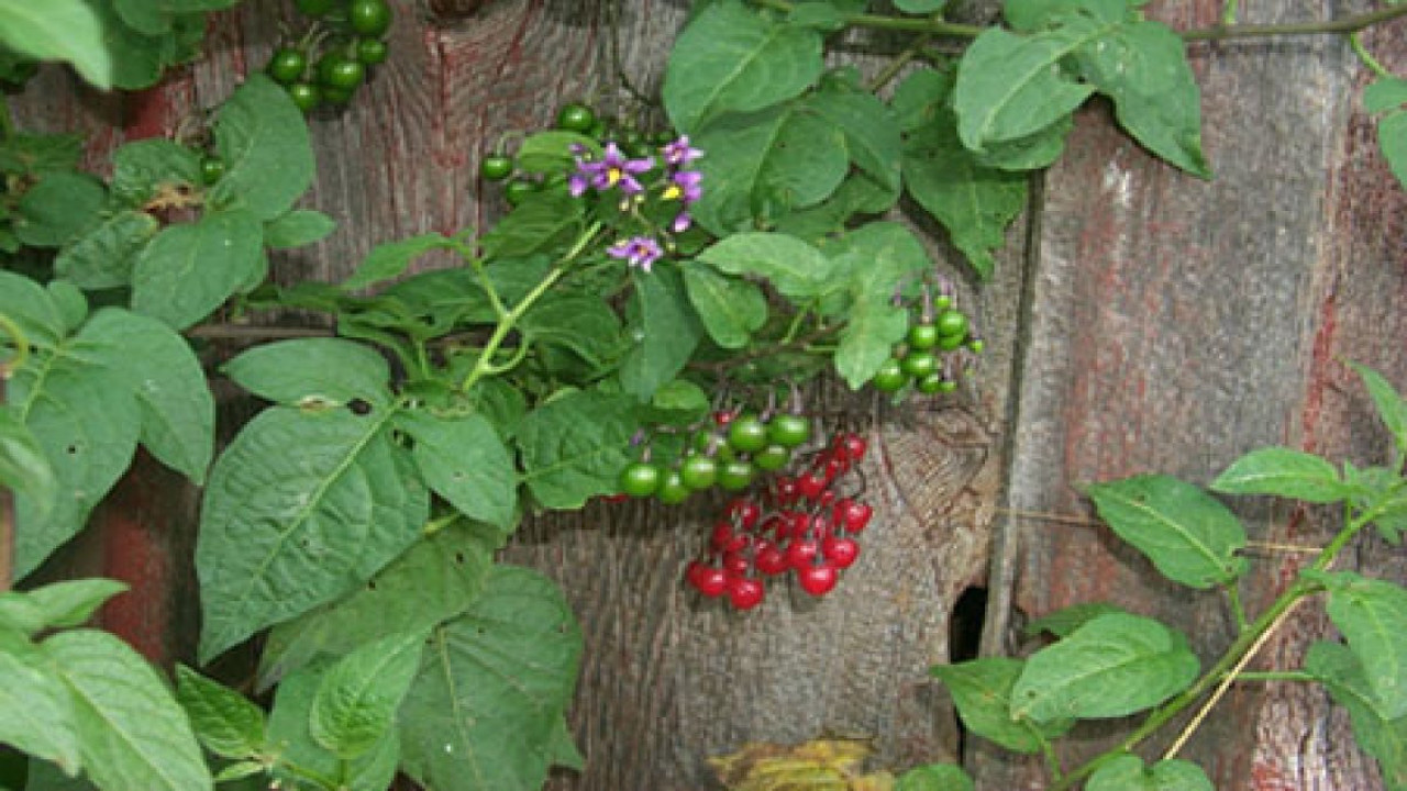 Yaban yasemini bitkisi neye iyi geliyor?