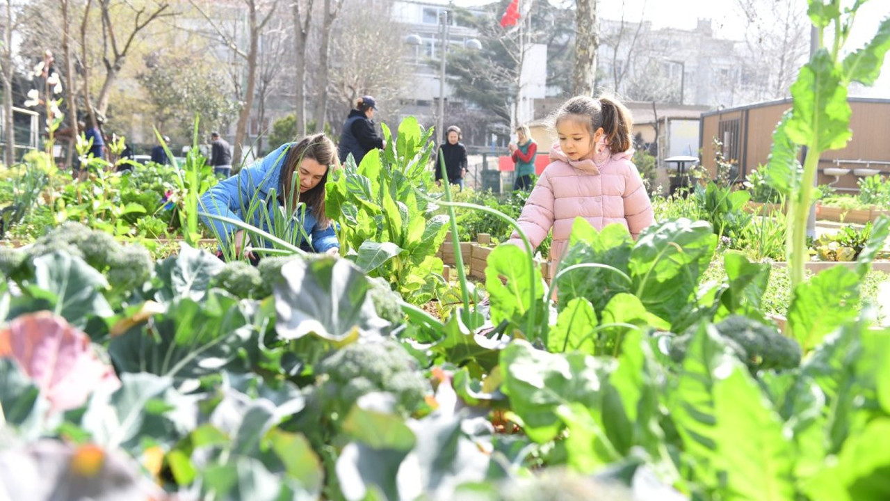 Kadıköy Bostanları’nda hasat başladı