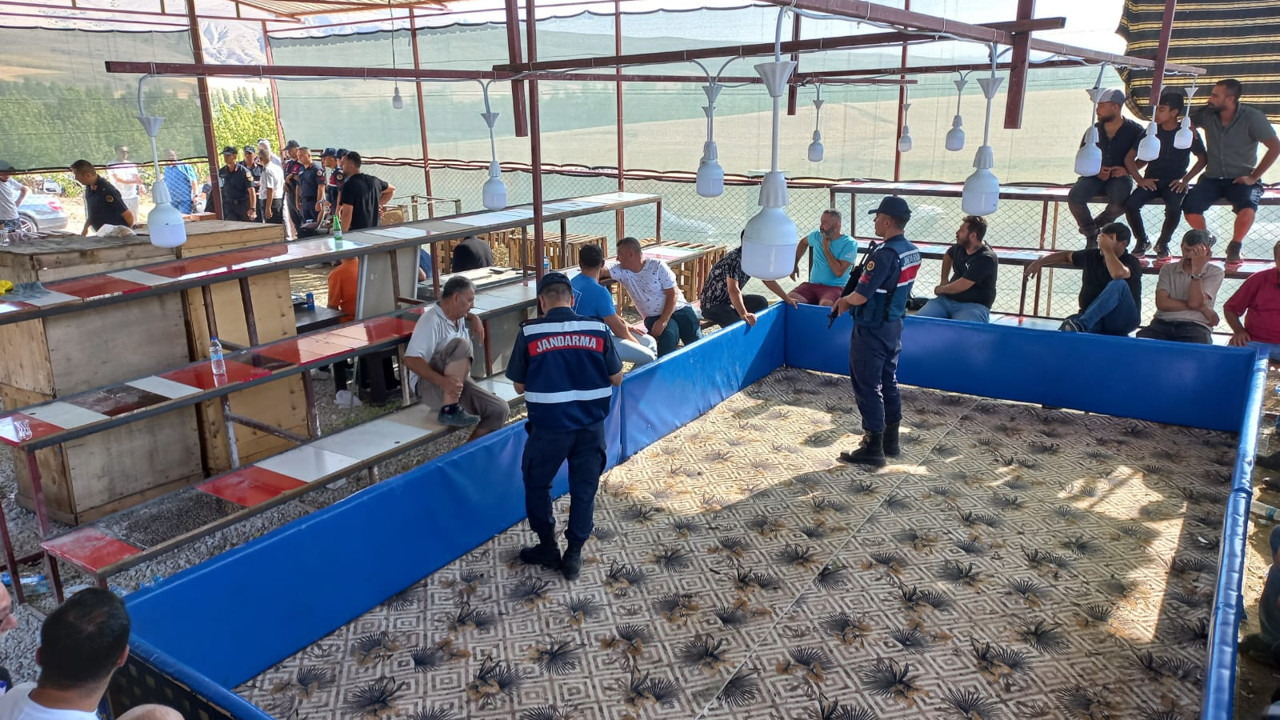 Horoz dövüştüren 71 kişiye gözaltı