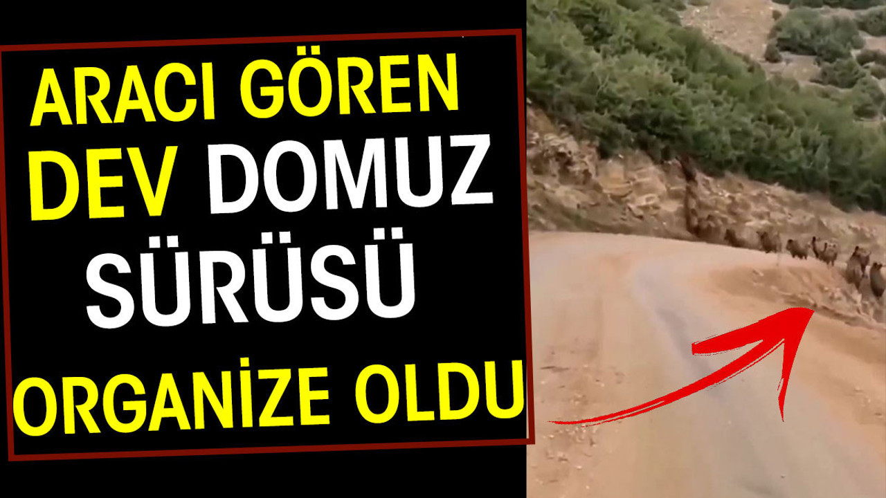 Aracı gören dev domuz sürüsü organize oldu