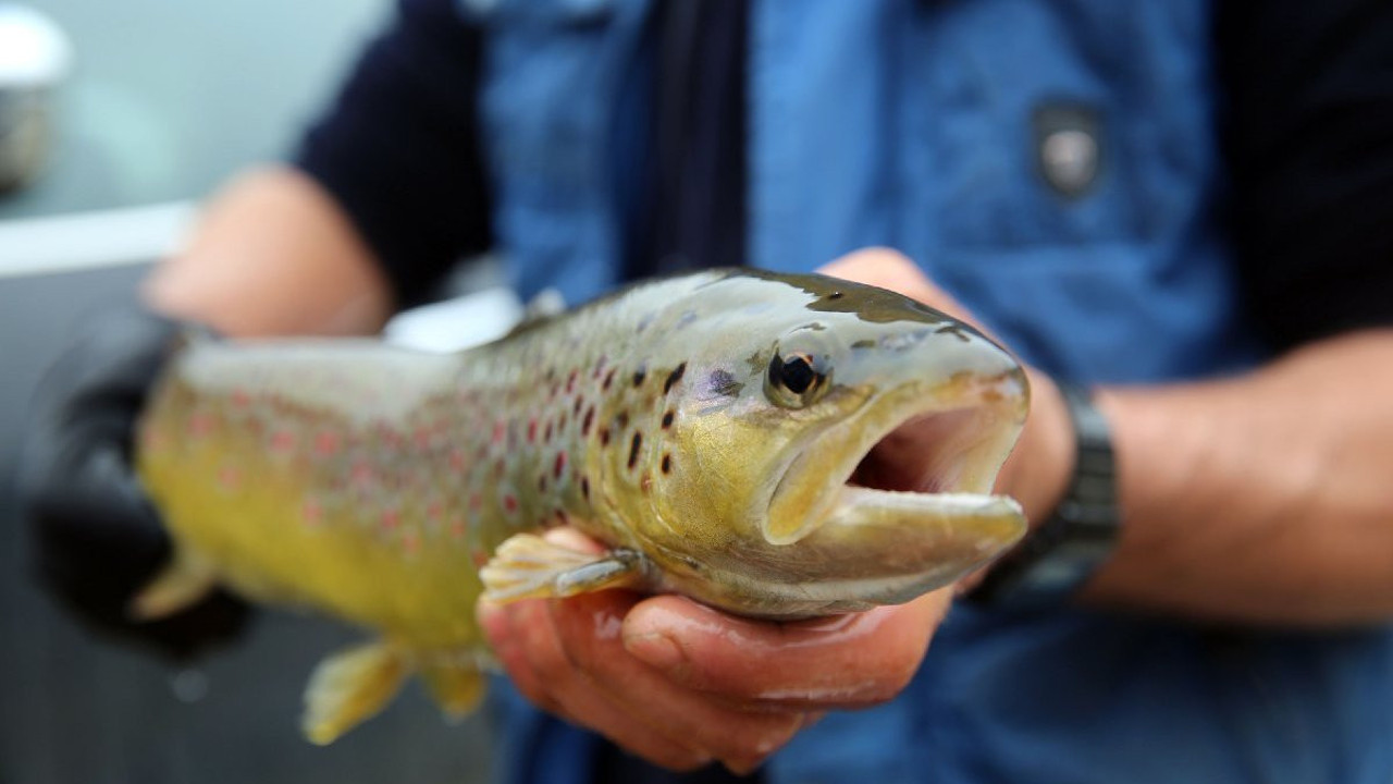 Norveç’ten ithal edilen somondan ölüm saçan bakteri çıktı