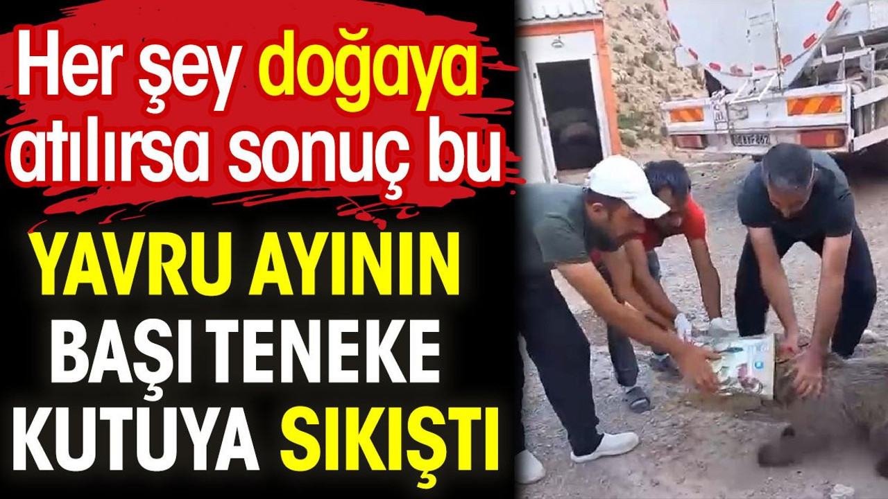 Yavru ayının başı teneke kutuya sıkıştı. Her şey doğaya atılırsa sonuç bu
