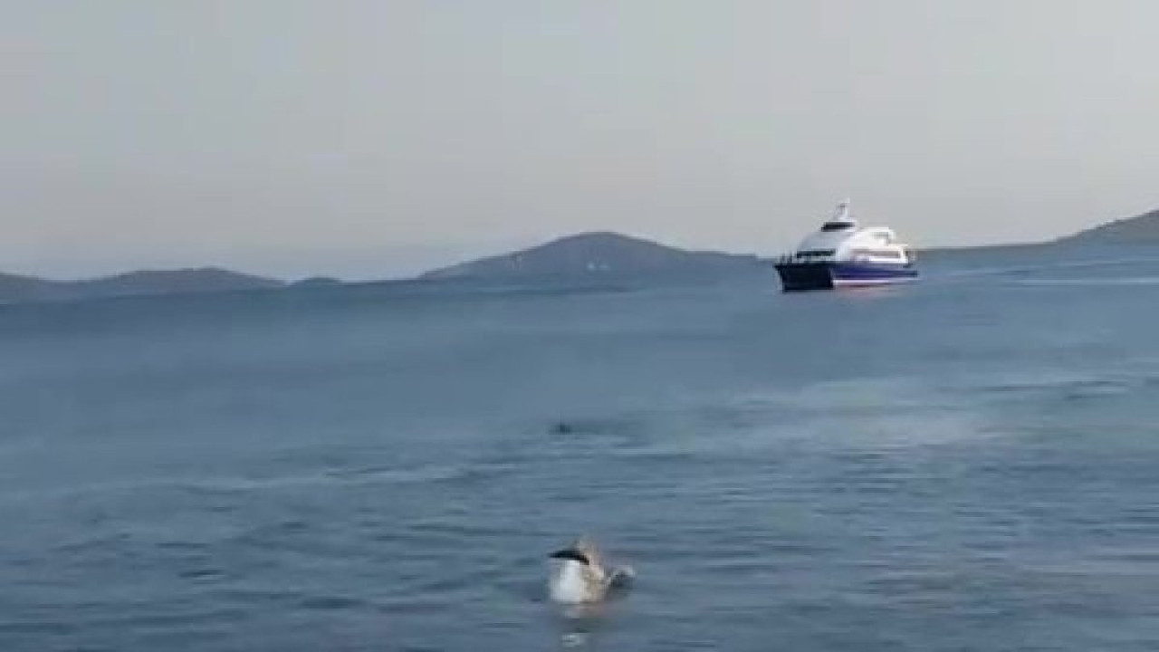 Bostancı Sahili’nde yunuslar yüzdü