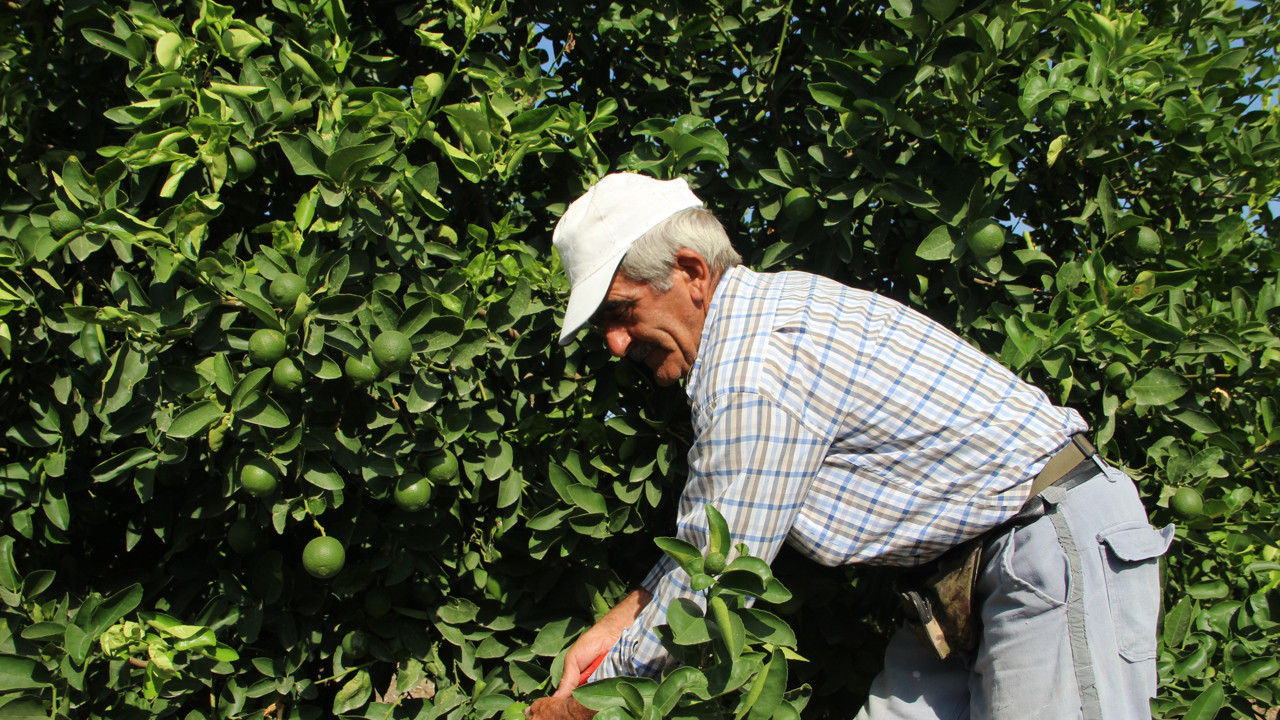 Hasadına başlandı bahçede kilosu 50 TL. Markette kilosu 80 TL'ye satılıyor