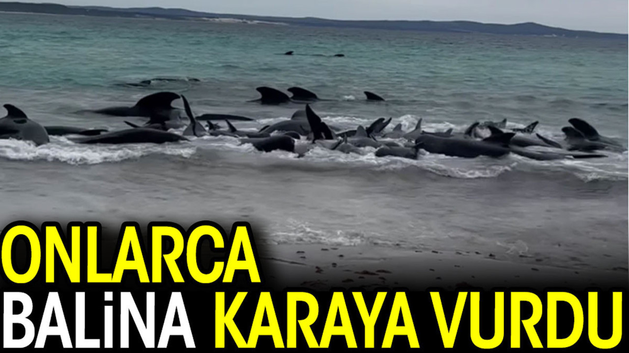 Onlarca balina karaya vurdu