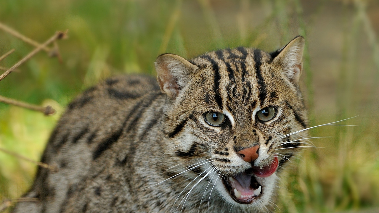 Yabani kedinin kaçırdığı bebek çatıdan düşerek can verdi