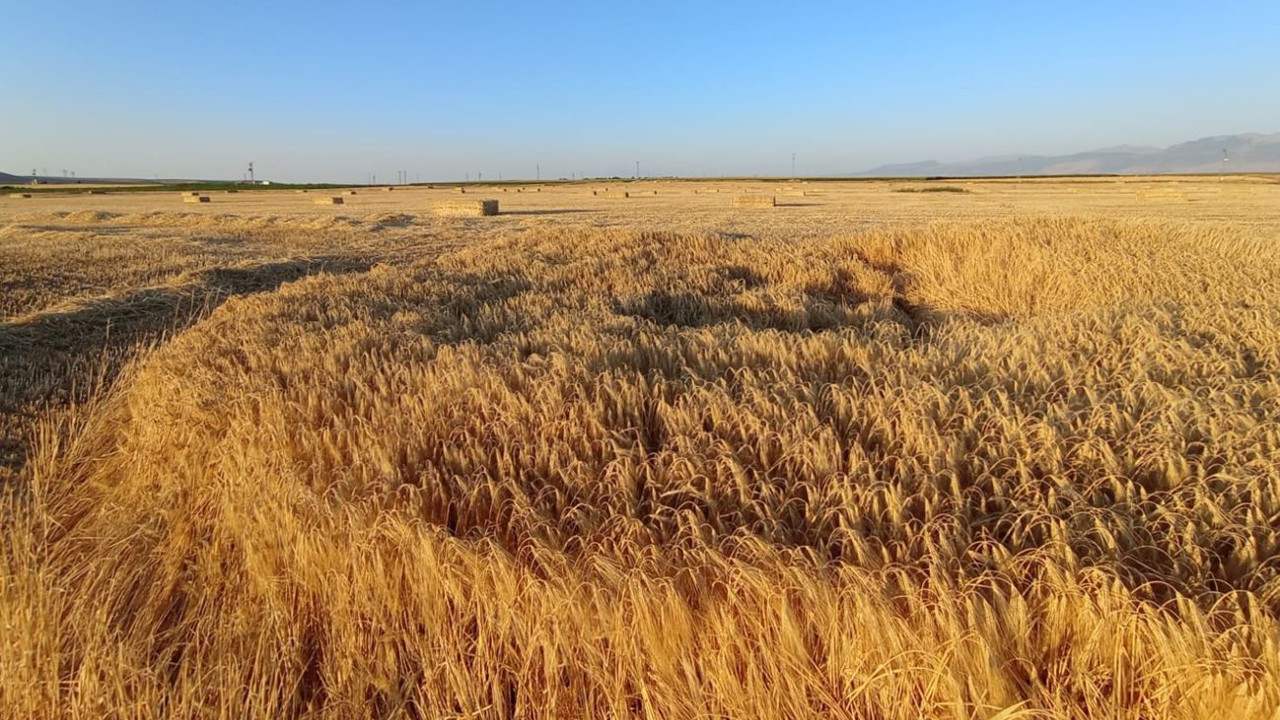 Çiftçi tarlasında gördü biçerdöveri bile sokmadı. Buğdaylar bile hasat edilemedi