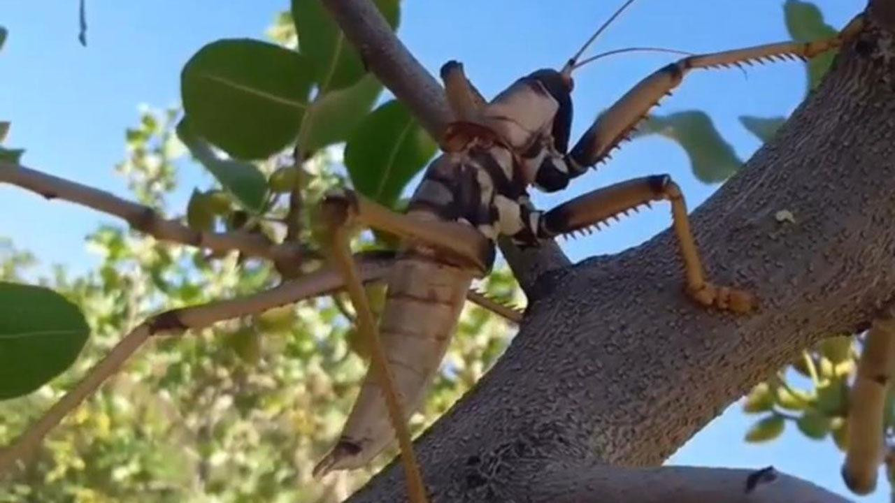 Siirt'te 20 santimetre uzunluğunda etçil çekirge görüldü