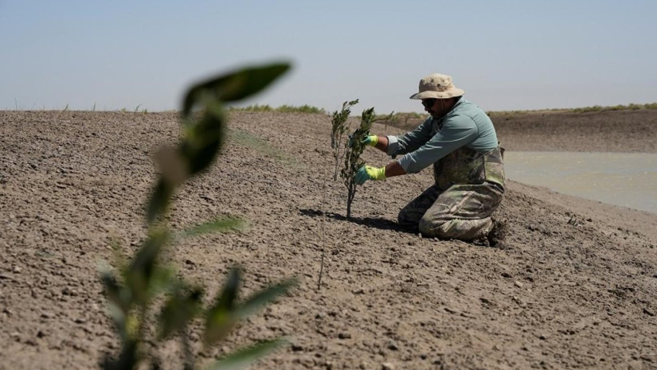 Suudi Arabistan, 50 milyondan fazla mangrov ağacıyla çölleşmeye savaş açtı
