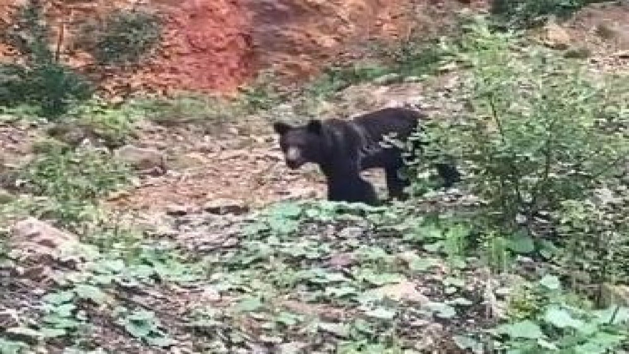Ayıya 'gel ula gel' diye seslendi. Korkan ayı ormana daldı