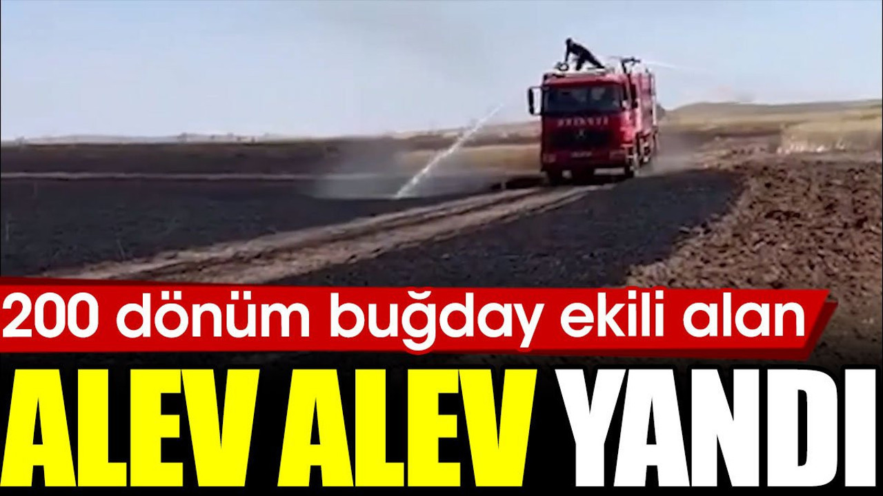 200 dönüm buğday ekili alan alev alev yandı