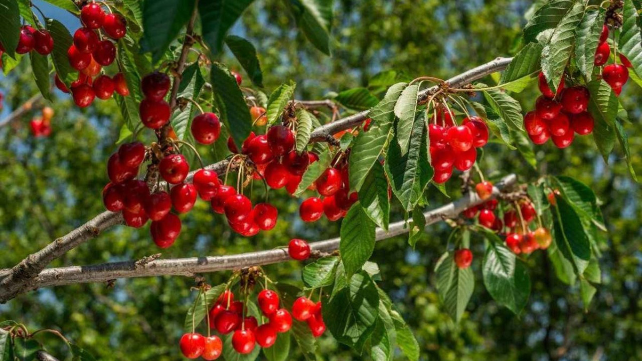 Kiraz bu sene dalda kaldı. Bölgesel tarım raporu yayınlandı