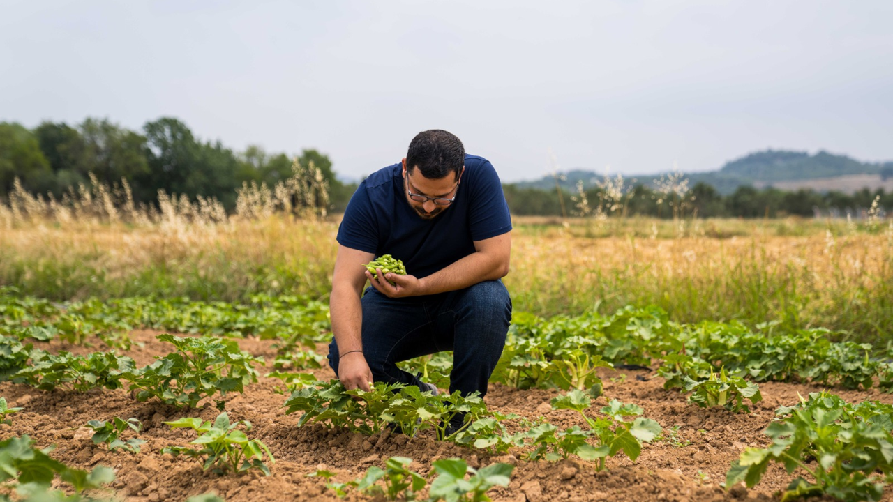 Hasadı yapıldı. Ücretsiz dağıtılacak. Ata tohumundan ekildi ekonomik getirisi yüksek