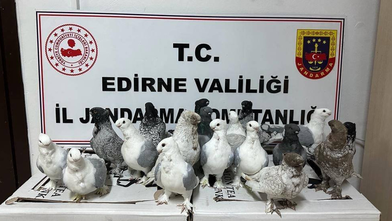 Kaçak hayvan ticaretinin önlenmesi için cins köpekler ve güvercinler yakalandı