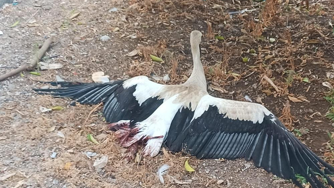 Cami kubbesine yuva yapan leyleklerin bacakları kırılmış halde bulundu