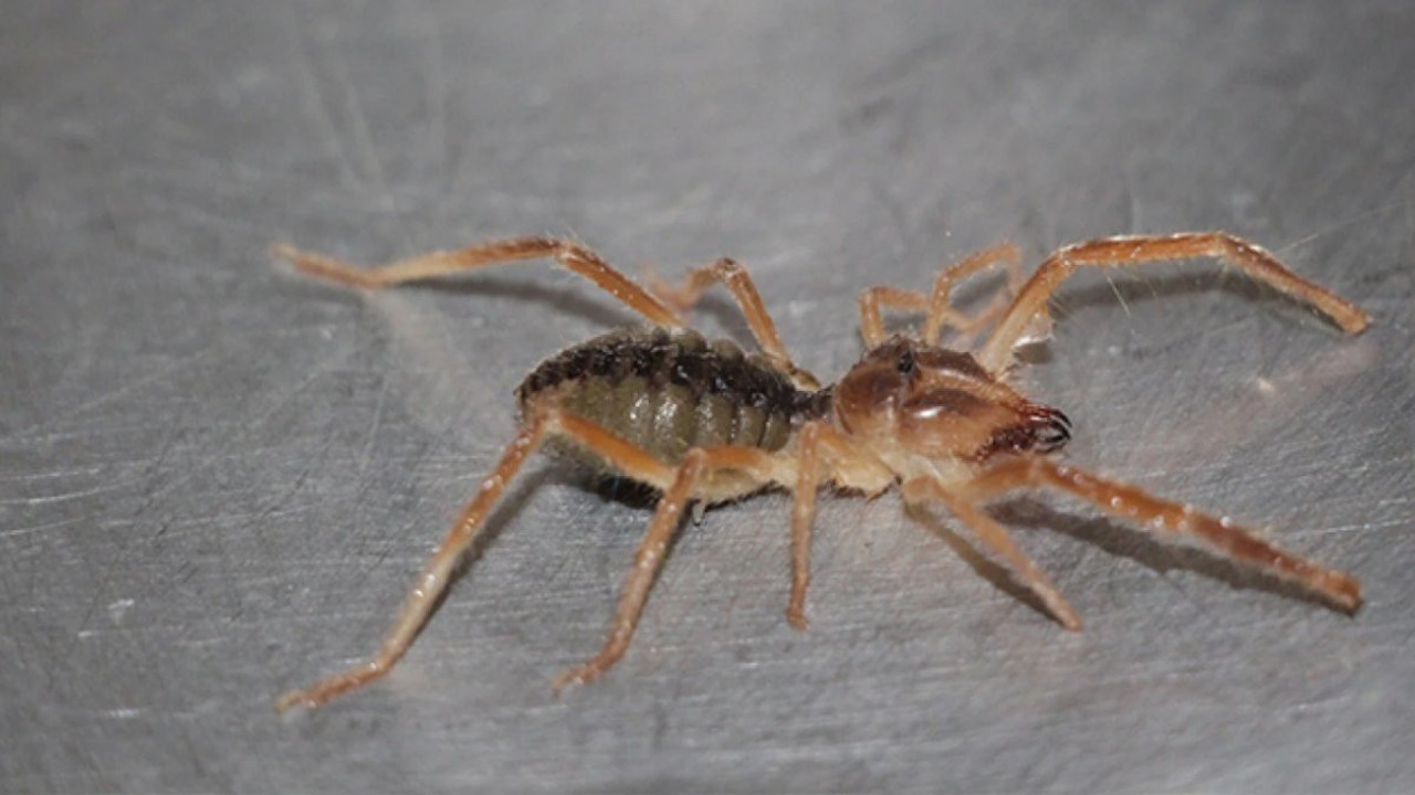 Havaların ısınmasıyla Sarıkız Örümceği ortaya çıktı