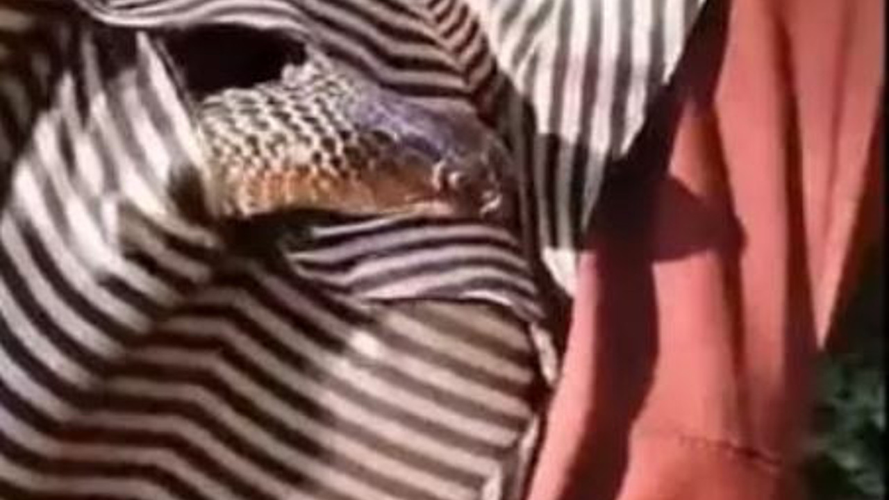 Biraz kestirmek istedi Uyurken koynuna öyle bir şey girdi ki