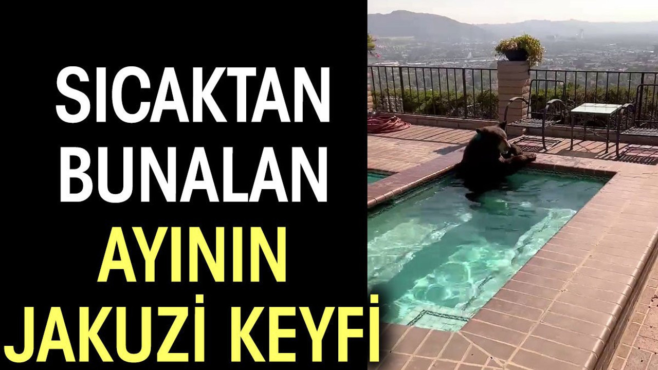 ABD’de ayı serinlemek için jakuziye girdi