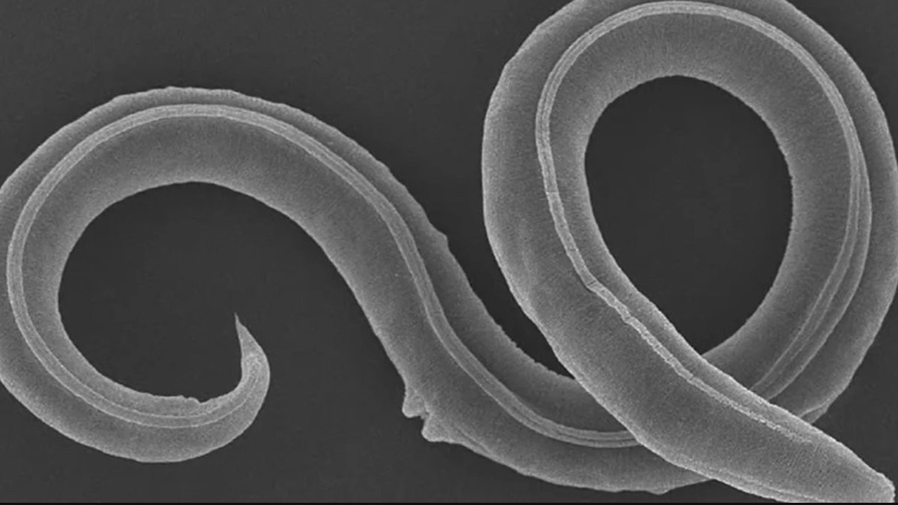 46 bin yıllık solucan canlandı. Bilim kurgu hikâyesi gibi olay