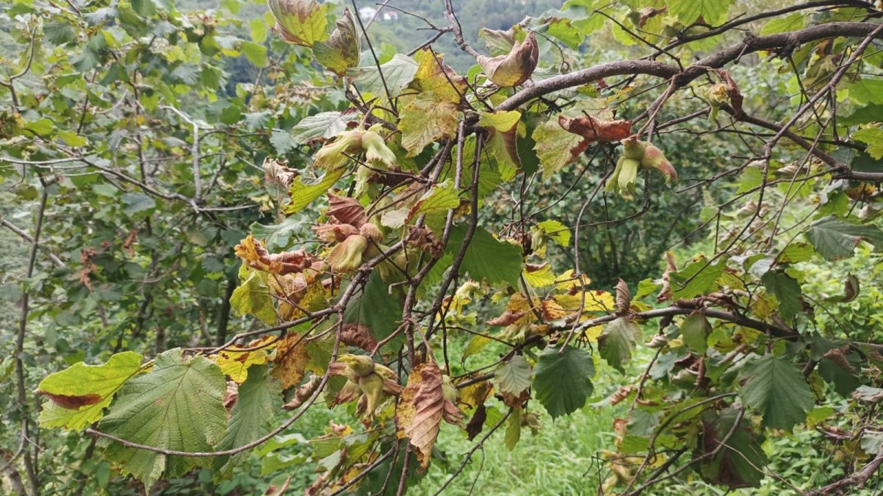 Fındık üreticisine hasat uyarısı