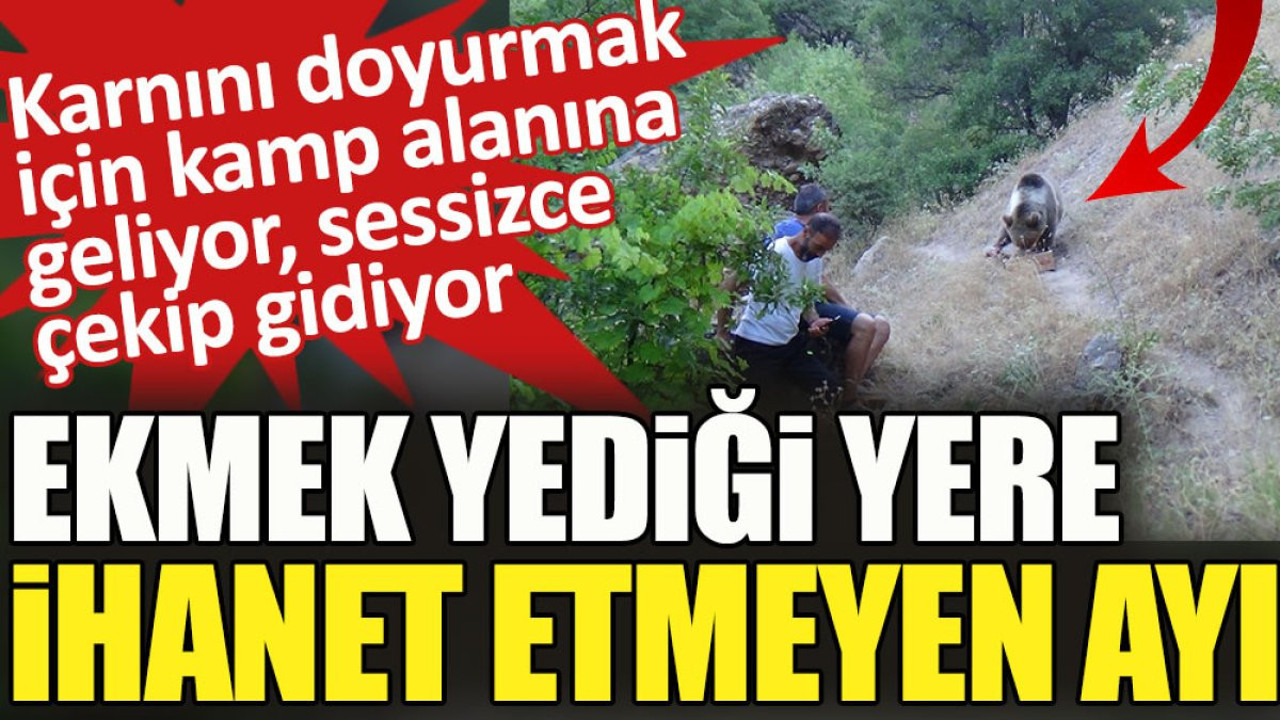 Ekmek yediği yere ihanet etmeyen ayı