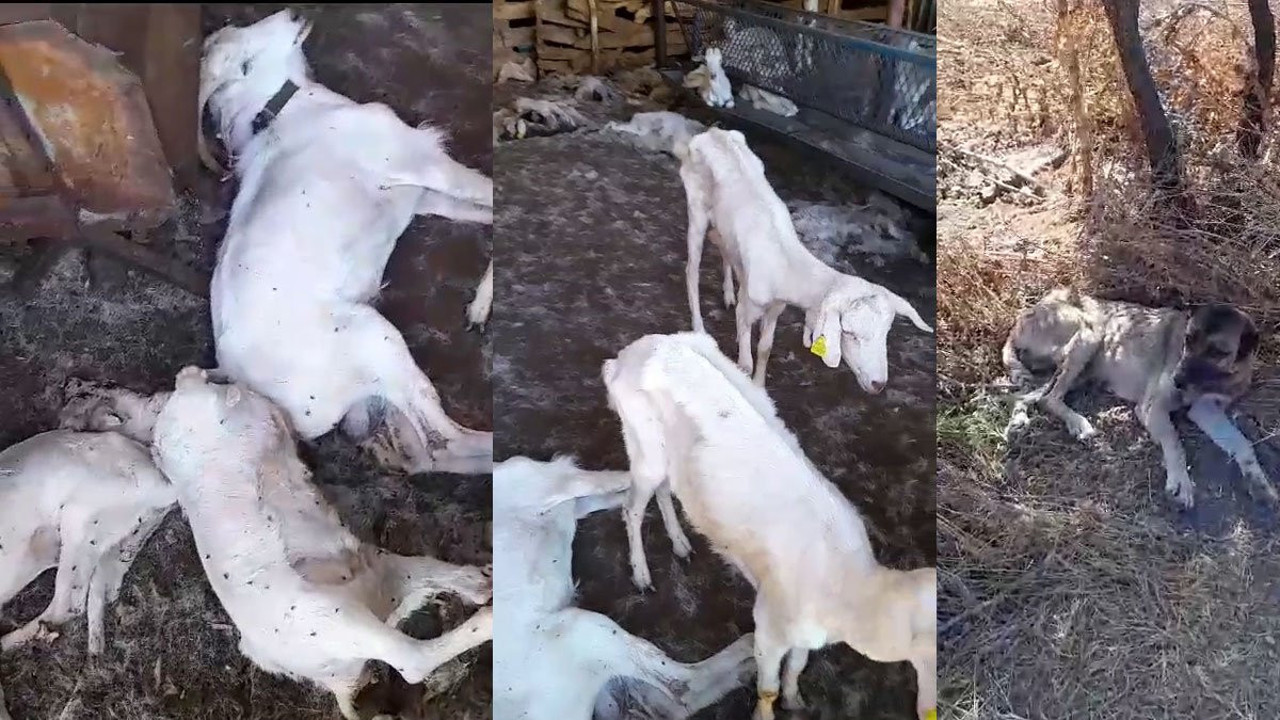 Mera kiralayan adam ortadan kayboldu keçiler telef oldu