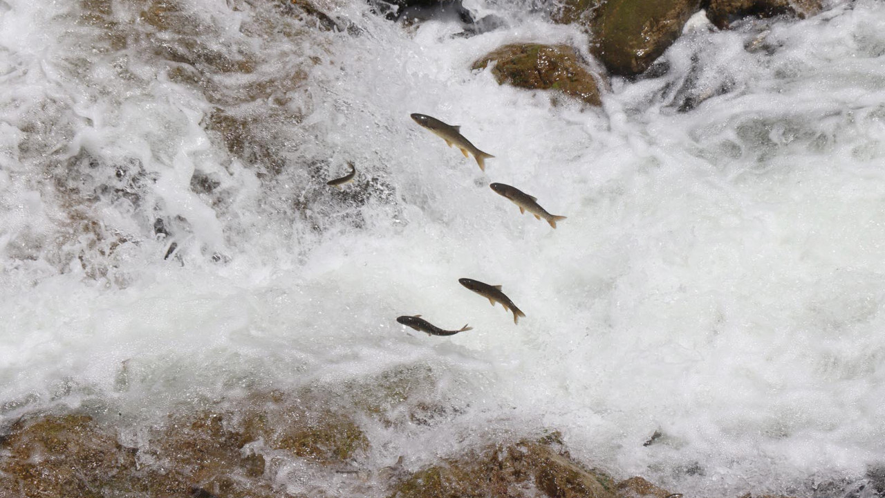 Yumurtalarını bırakmak için göçe başlayan binlerce sazana beton engeli
