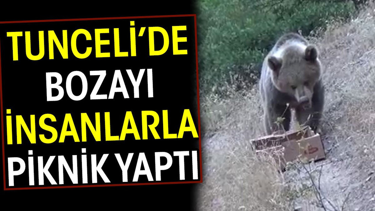 Tunceli'de bozayı insanlarla piknik yaptı