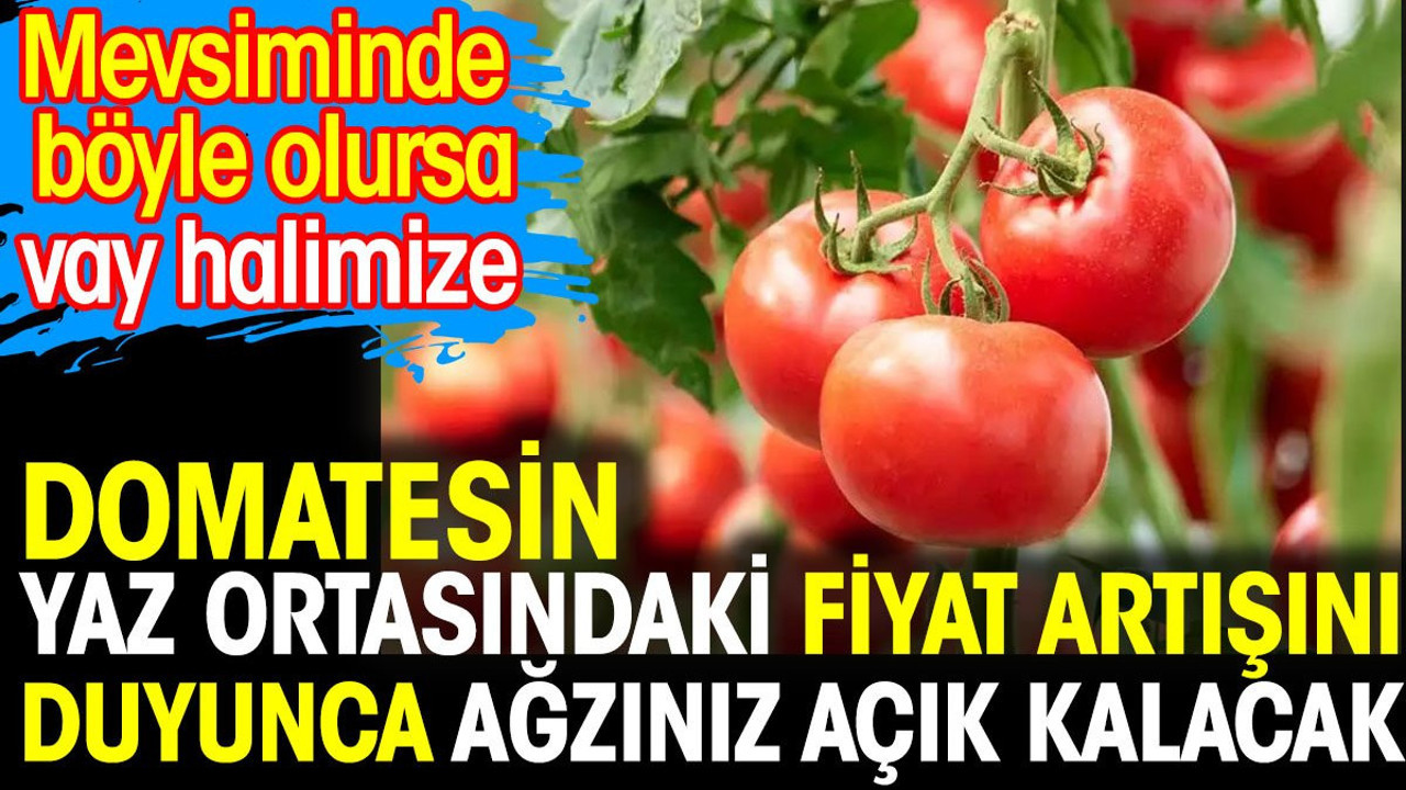 Domatesin yaz ortasındaki fiyat artışı duyunca ağzını açık kalacak