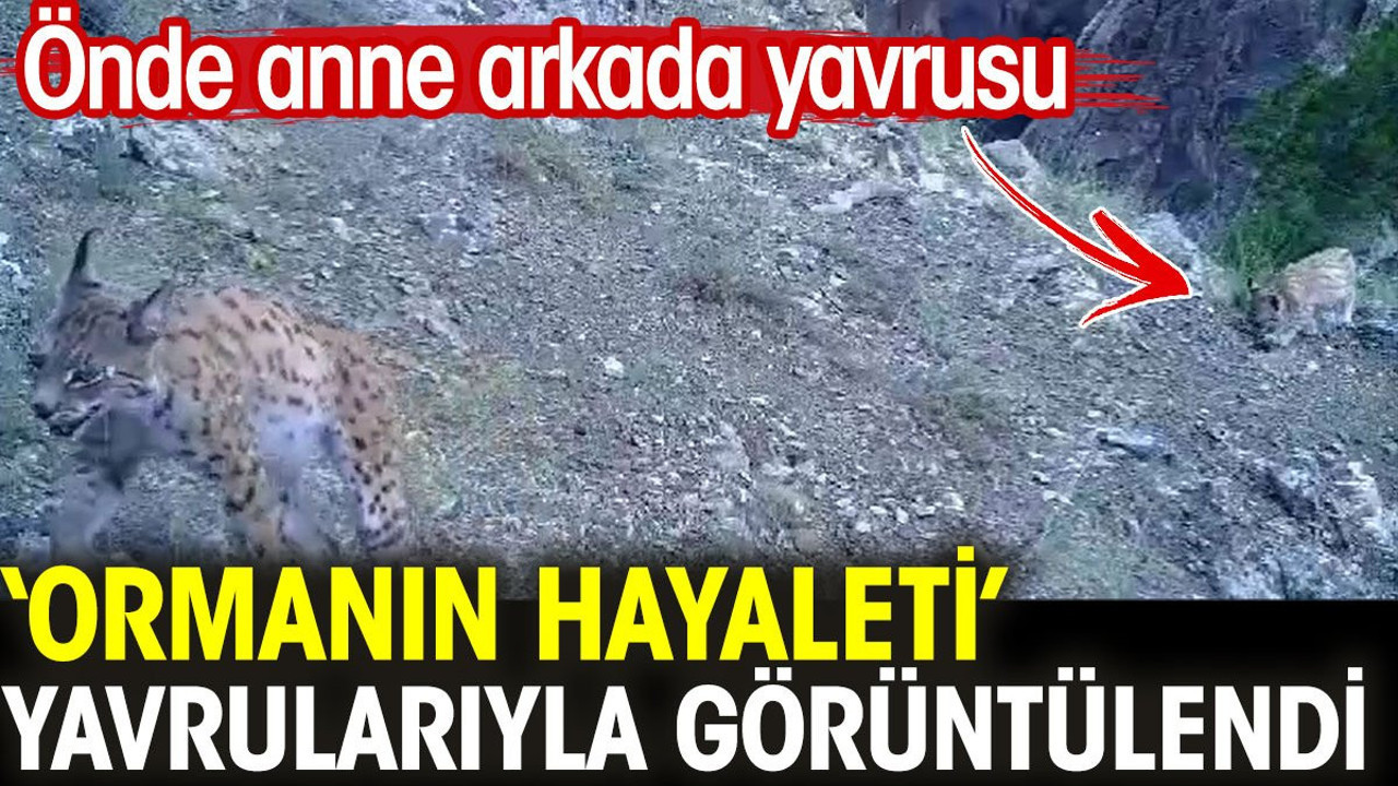 'Ormanın hayaleti' yavrularıyla görüntülendi