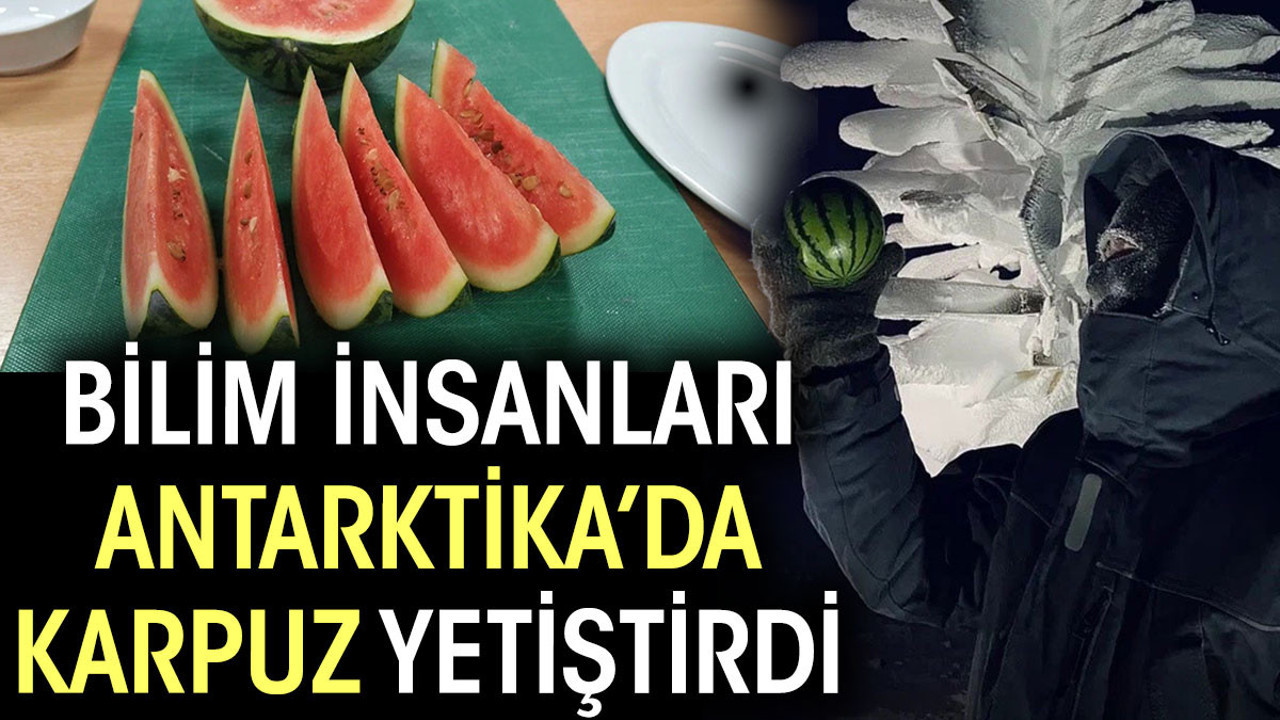 Bilim insanları Antarktika’da karpuz yetiştirdi