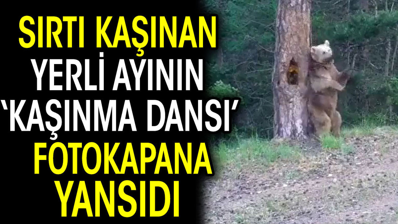 Sırtı kaşınan yerli ayının kaşınma dansı fotokapana yansıdı
