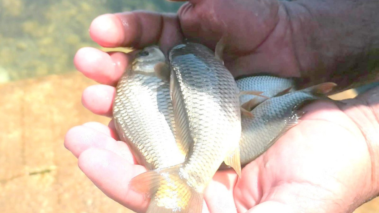Eğirdir Gölü’ne 1 milyon adet sazan yavrusu bırakıldı
