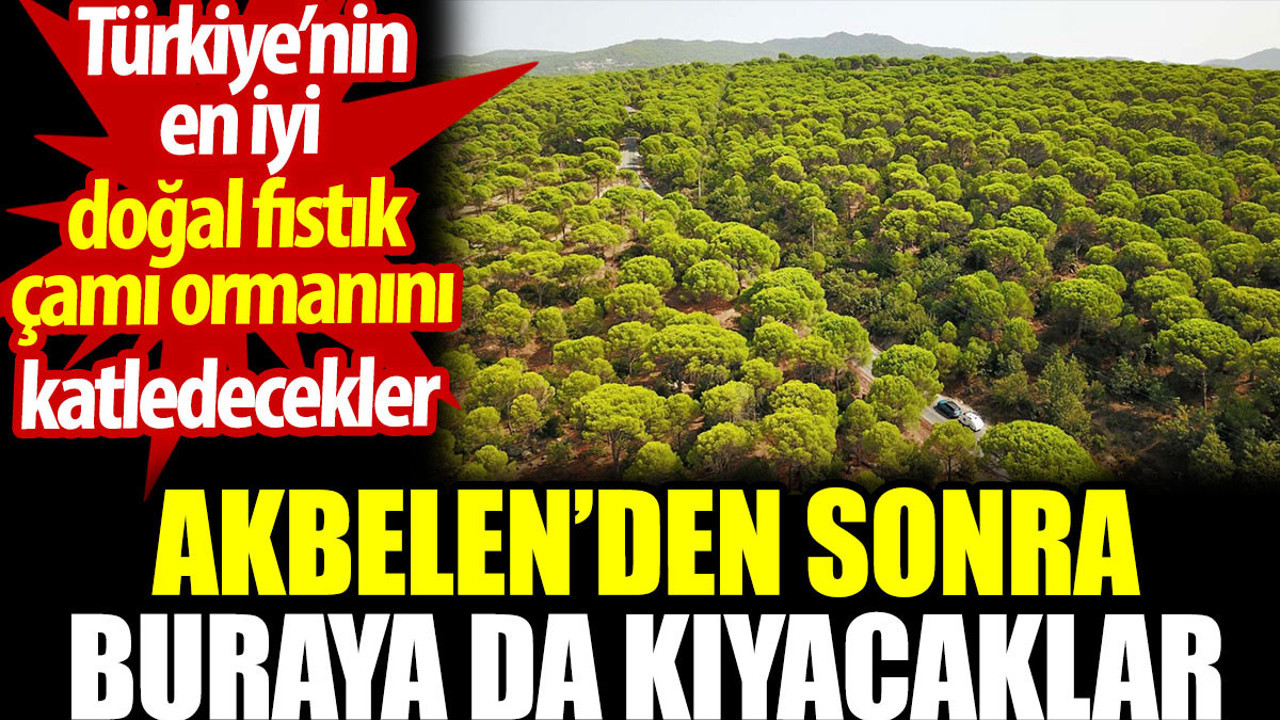 Akbelen’den sonra Türkiye’nin en iyi doğal fıstık çamı ormanını da katledecekler