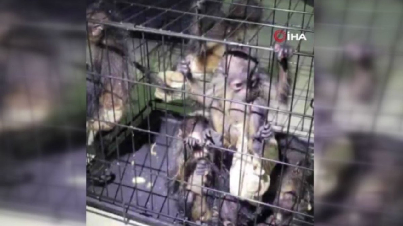 Meksika’dan ABD’ye maymun kaçıran şahıs yakalandı