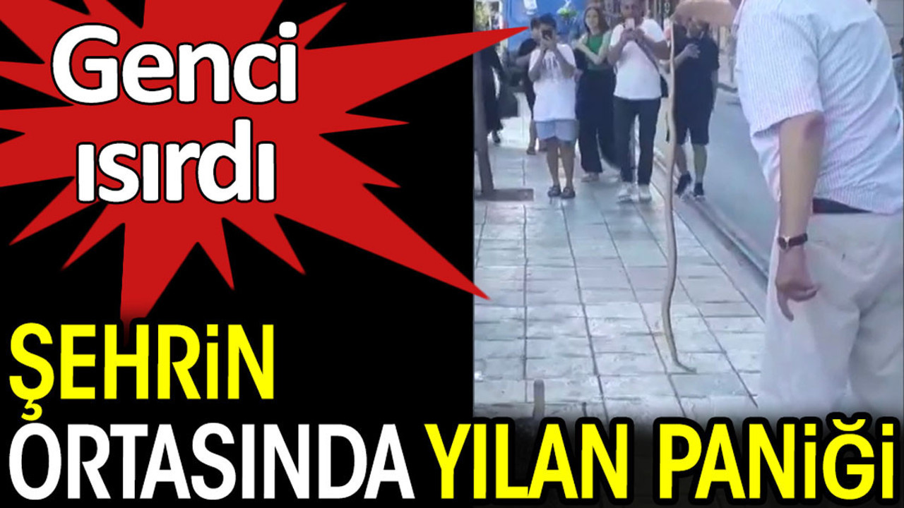 Şehrin ortasında yılan paniği. Genci ısırdı