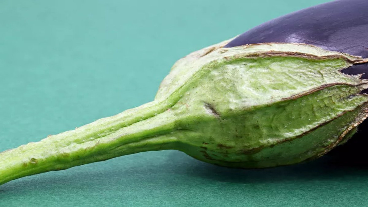 Patlıcan sapı kürü nasıl yapılır? Patlıcan sapının faydaları neler?