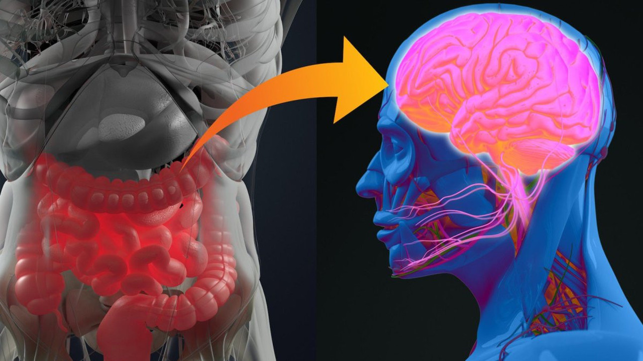 Obezitenin beyne büyük zararı ortaya çıktı. Bilim insanları açıkladı