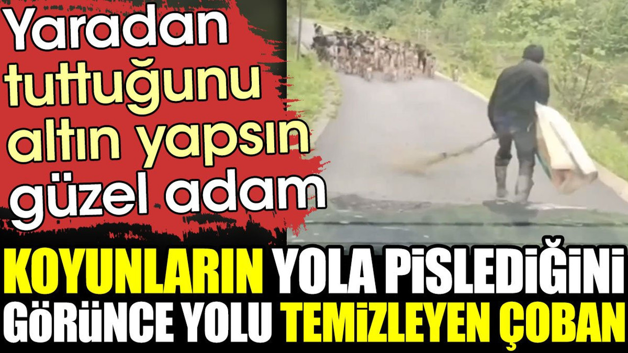 Kuzuların yola pislediğini görünce yolu temizleyen çoban
